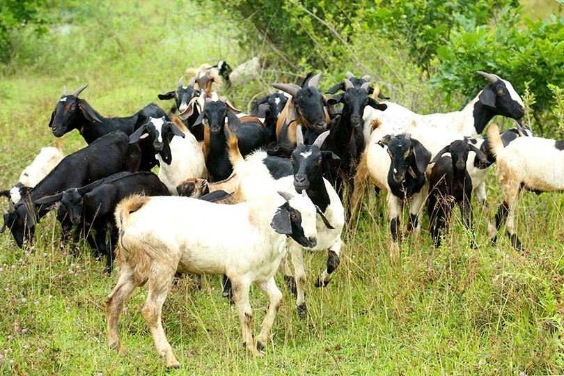 Nhờ chăm sóc chu đáo, đàn dê của gia đình ông ngày càng sinh sôi, nẩy nở de-4.jpg