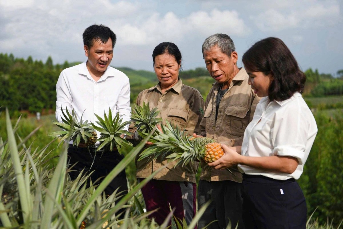 Chính quyền cùng Hợp tác xã Dứa sạch Hương Sơn hướng dẫn bà con trồng dứa theo mô hình hiện đại. dua-2.jpg