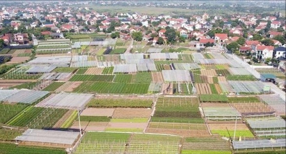 Khu chuyên canh sản xuất rau an toàn của HTX rau an toàn Tứ Xã (Phú Thọ). htx-4053.jpg