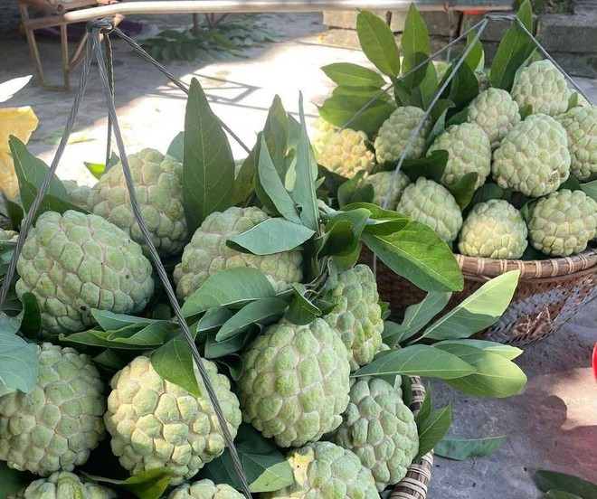 Nhờ giàu chất xơ và các hợp chất polyphenol, na có khả năng hỗ trợ giảm viêm. Nhờ giàu chất xơ và các hợp chất polyphenol, na có khả năng hỗ trợ giảm viêm.