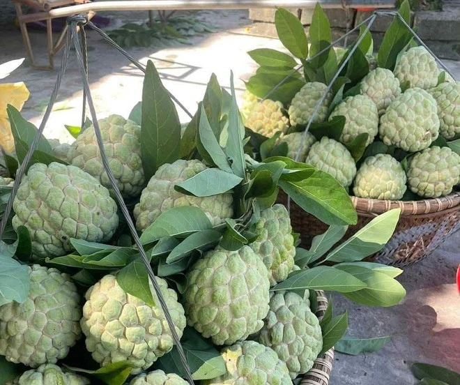 Nhờ giàu chất xơ và các hợp chất polyphenol, na có khả năng hỗ trợ giảm viêm.