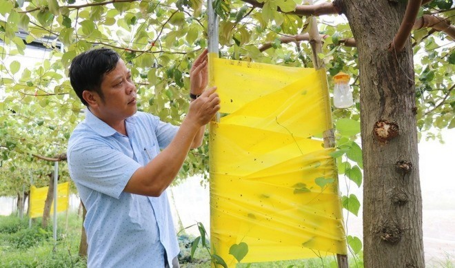 Tiến sĩ Phan Công Kiên, Phó Viện trưởng Viện Nghiên cứu Bông và Phát triển Nông nghiệp Nha Hố (phường Đô Vinh, tỉnh Khánh Hòa) kiểm tra mô hình trồng táo trong nhà lưới lắp đặt hệ thống bẫy sinh học tiêu diệt côn trùng. sau-6331.jpg