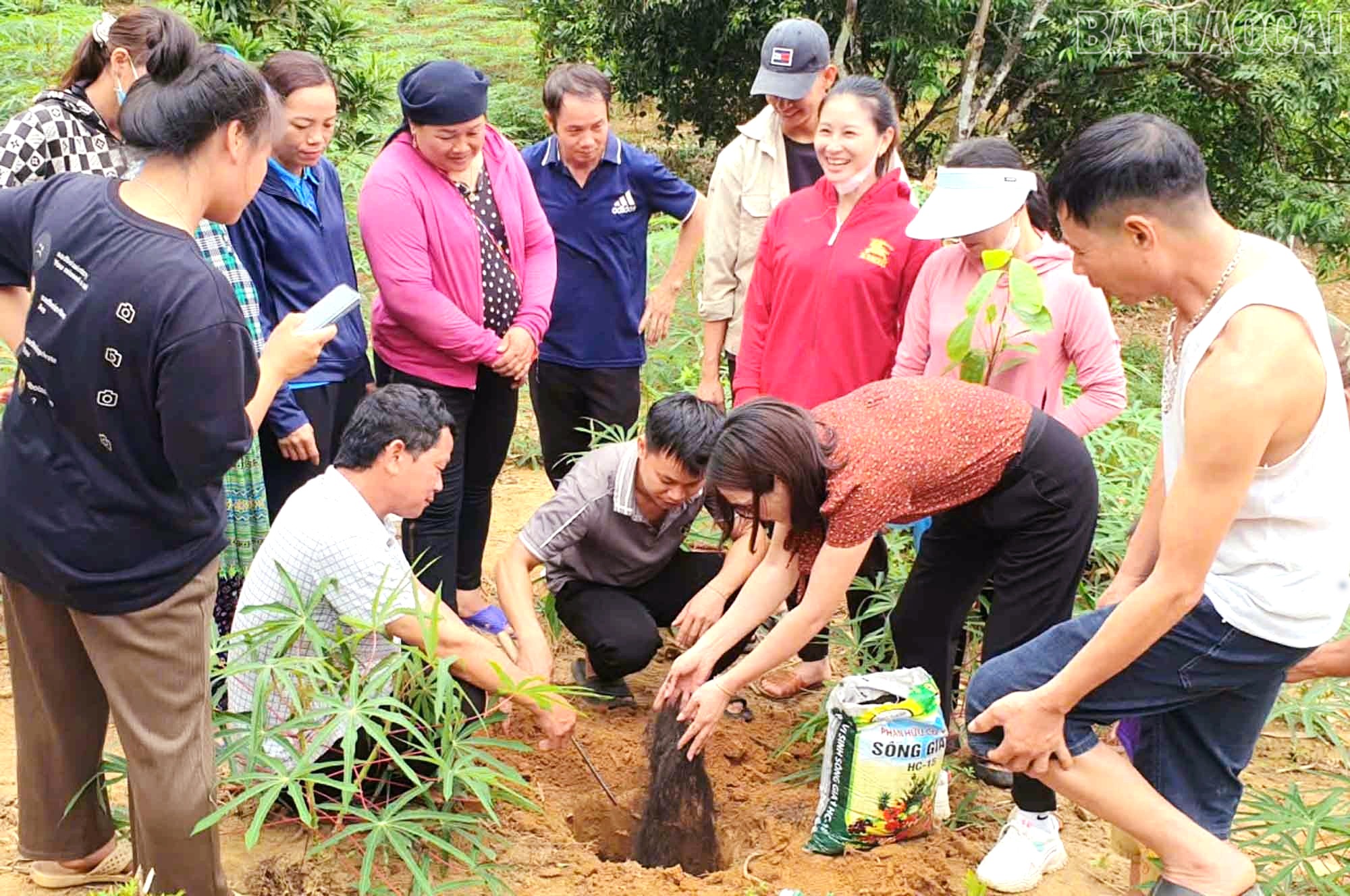 Thực hành kỹ thuật trồng quế theo hướng hữu cơ. que-3.jpg