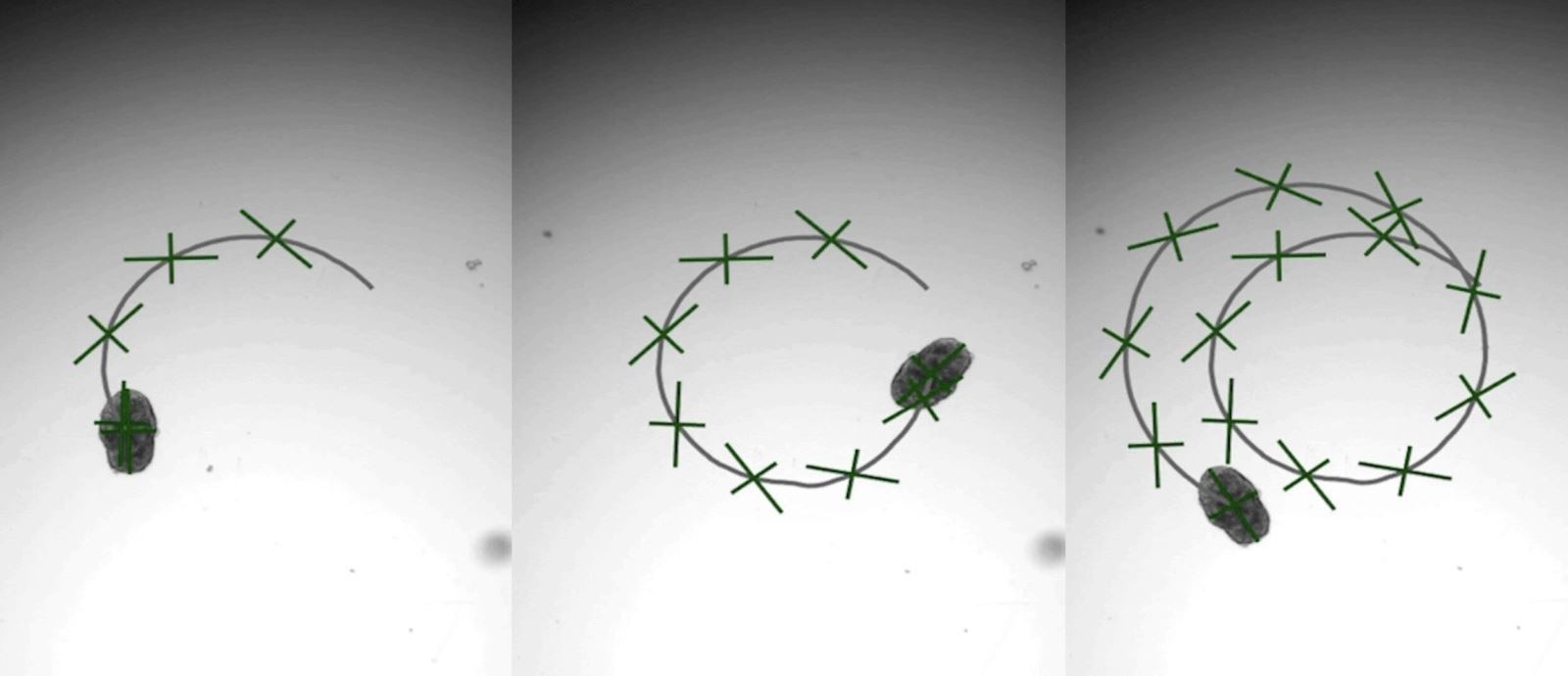 AggreBots có kích thước siêu nhỏ và trong tương lai có thể di chuyển trong môi trường phức tạp của cơ thể. AggreBots có kích thước siêu nhỏ và trong tương lai có thể di chuyển trong môi trường phức tạp của cơ thể.