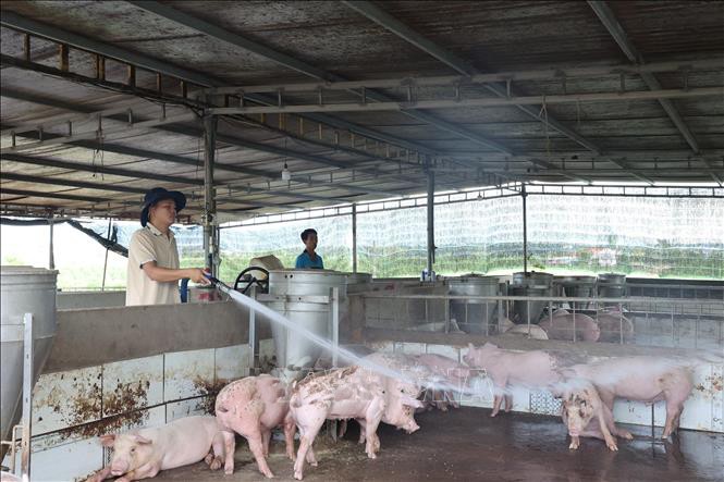 Trước diễn biến phức tạp của dịch tả lợn châu Phi, người chăn nuôi lợn đang phải tăng cường công tác phòng, chống dịch. dich-ta-1.jpg