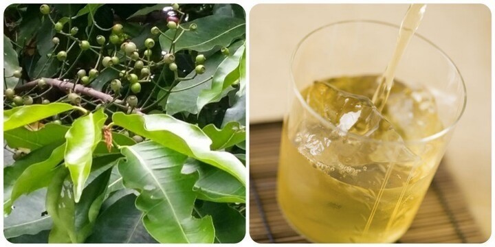 Uống nước lá vối tốt cho sức khoẻ. la-voi-6209.jpg