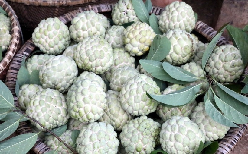 Na Lạng Sơn nổi tiếng với mẫu mã đẹp, vị ngọt thanh mát, cùi dầy ít hạt, hàm lượng dinh dưỡng cao. na-1-7178.jpg