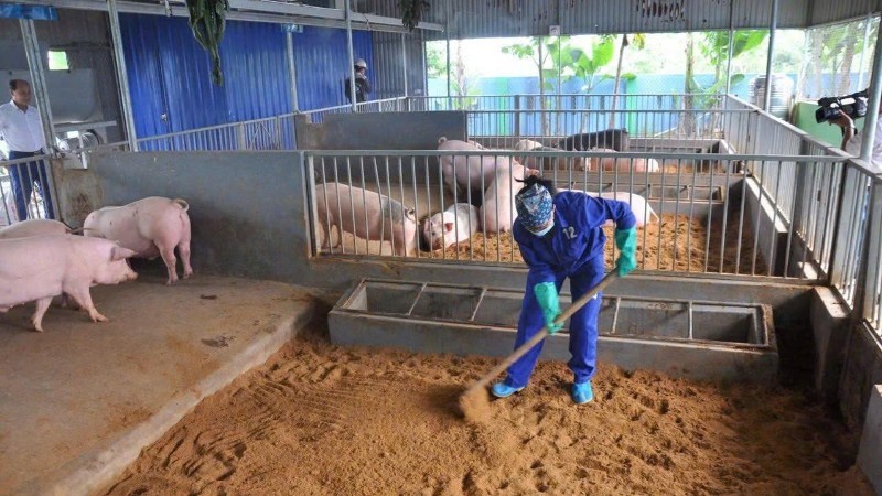 Chăn nuôi lợn an toàn sinh học giúp kiểm soát dịch bệnh. lon.jpg
