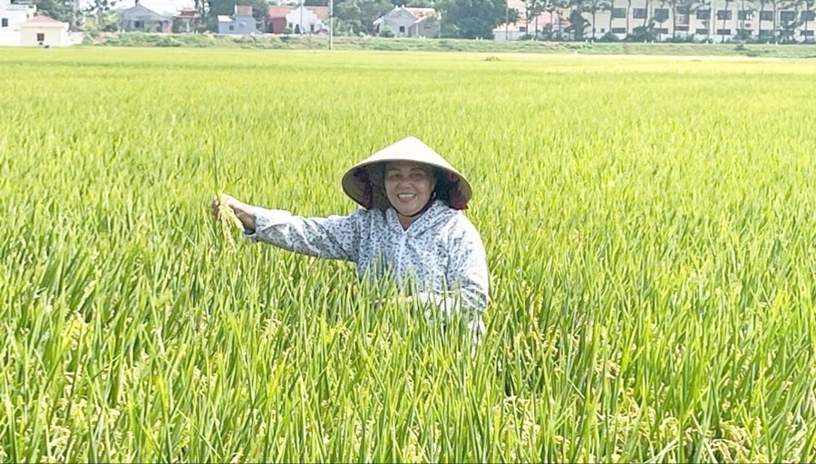 Mô hình trồng lúa chất lượng cao của nông dân xã Yên Lãng. 16-7-hn-cai-tao-lua-2883.jpg