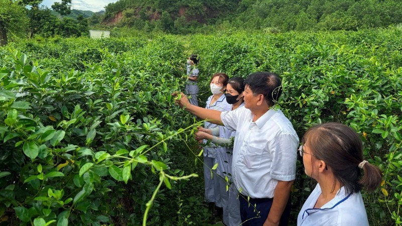 Anh Phạm Việt Trung giới thiệu đặc tính tác dụng của cây dây thìa canh. duoc-lieu.jpg
