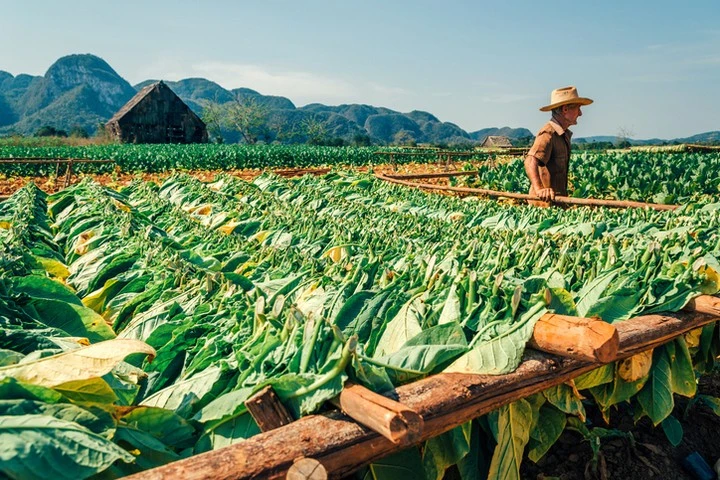 Thung lũng Vinales có các cánh đồng trồng thuốc lá xanh mượt. Những người nông dân tại đây còn lưu trữ nghề làm xì gà thủ công hàng trăm năm tuổi.