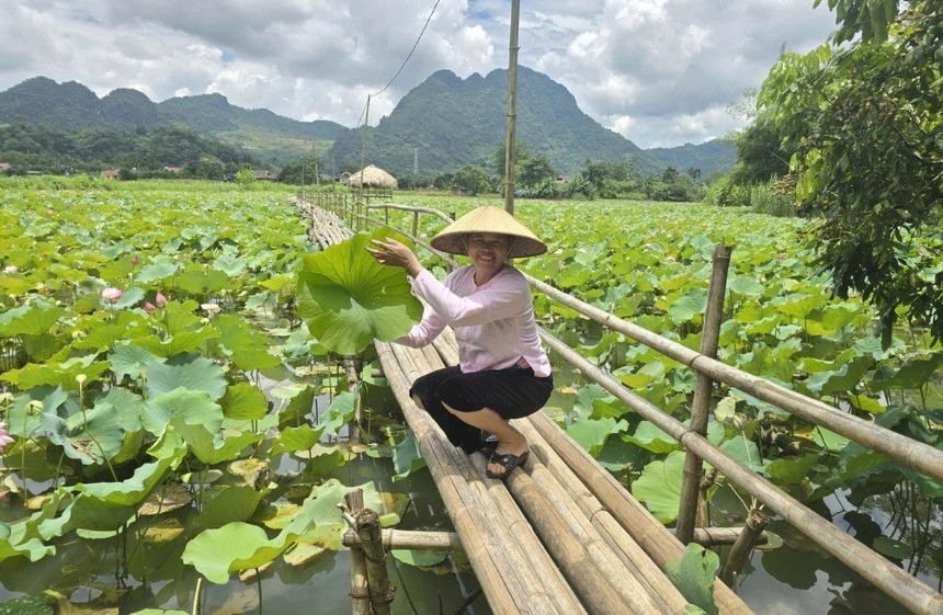 ស្រះឈូកត្រូវបានលោកស្រី Hoang Thi Uc រៀបចំទេសភាពដើម្បីស្វាគមន៍ភ្ញៀវ។ dam-sen-2-3780.jpg