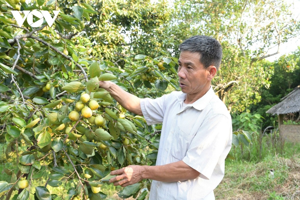 Hồng già quả có thể mang ngâm nước giếng từ 3 - 4 ngày để làm món hồng ngâm. hong-ngam.jpg