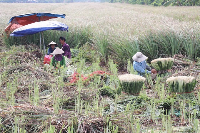Sau 3 tháng trồng, người dân thu hoạch sả. sa-2.jpg