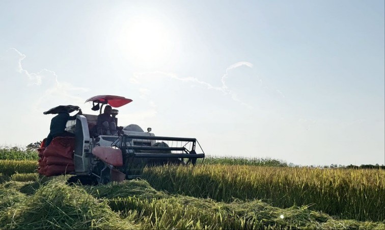 Máy gặt liên hợp giúp giảm sức lao động, tiết giảm chi phí đầu tư, tăng hiệu quả kinh tế. lua-tieude-5164.jpg