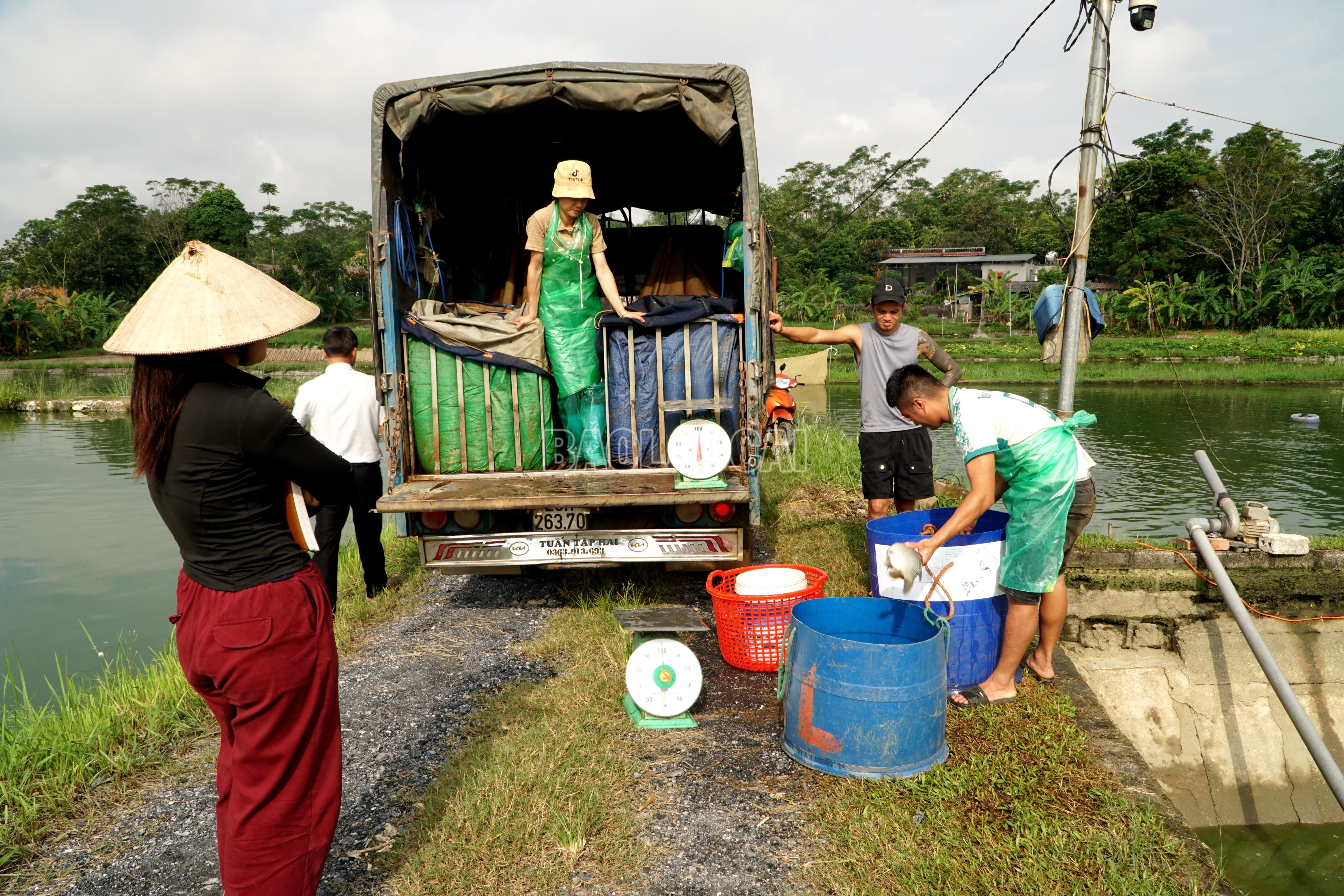 Sáng sớm, tư thương đã tập trung ở các ao nuôi thu mua thủy sản. Giá cá dao động từ 30.000 đồng - 50.000 đồng/kg tùy thuộc vào loại cá và chất lượng. baolaocai-c_img-20251029-081340.jpg