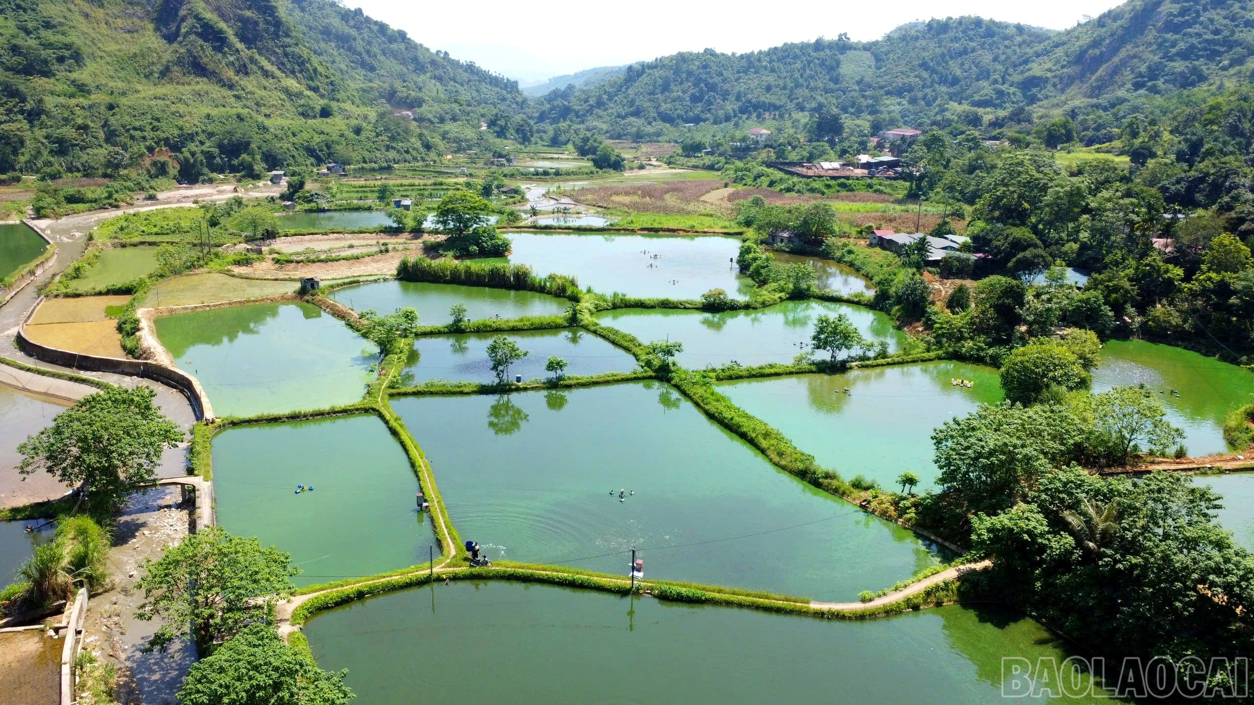 Lào Cai hiện có 4.900 ha mặt nước nuôi thủy sản với một số vùng trọng điểm như Thác Bà, Phong Hải, Bảo Thắng... baolaocai-br_img-20251029-093815.jpg