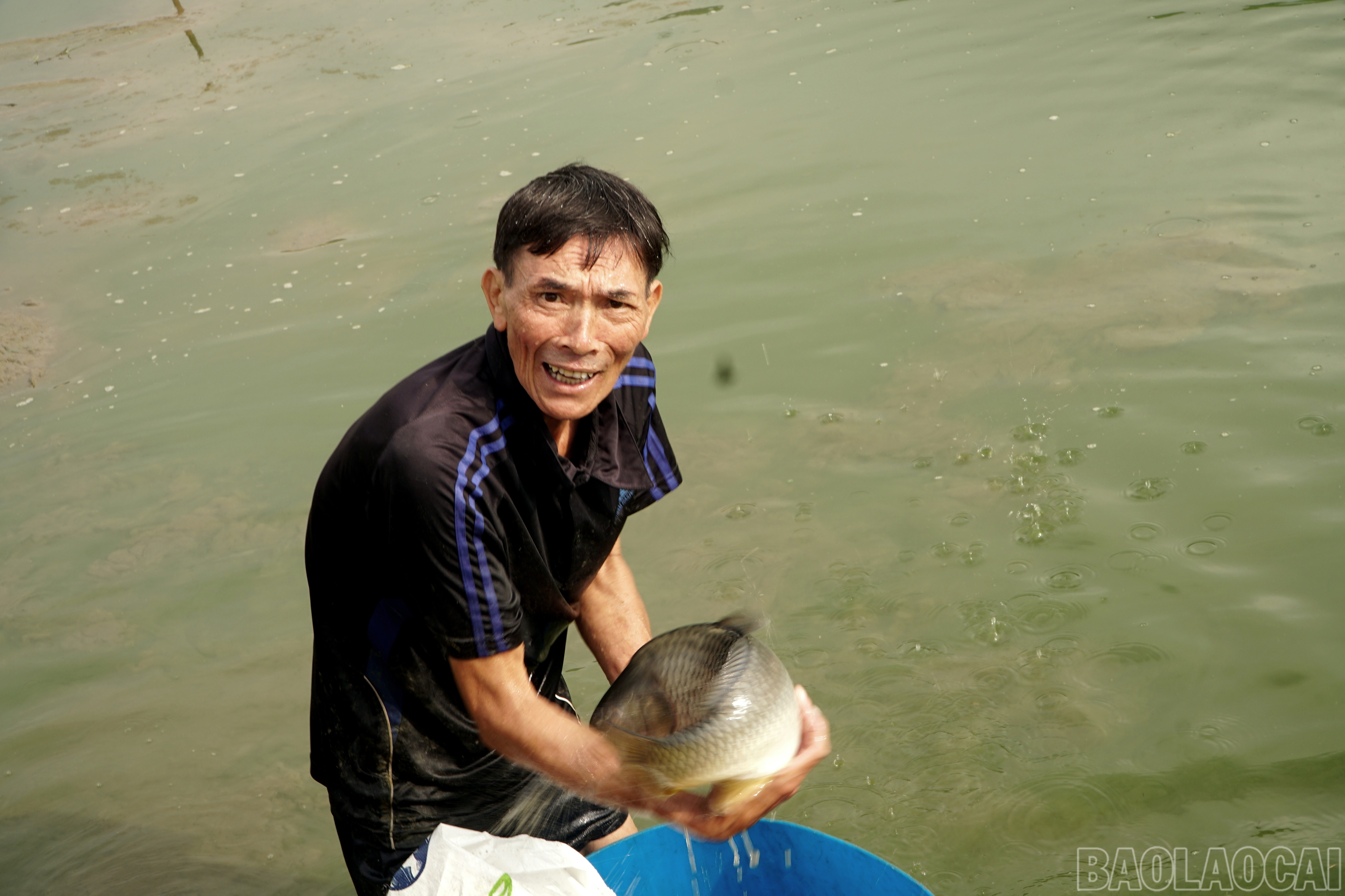 Năm 2025 là năm đầy rủi ro bởi thiên tai, lũ lụt liên tiếp xảy ra. Người nuôi cá luôn trong tâm trạng thấp thỏm, lo âu. Không ít hộ nuôi mất trắng hàng chục tấn cá. Bên cạnh đó, họ còn đối mặt với biến đổi khí hậu khi nguồn nước ngày càng ô nhiễm ảnh hưởng đến sự sinh trưởng và phát triển của các loại thủy sản. baolaocai-br_img-20251029-080830.jpg