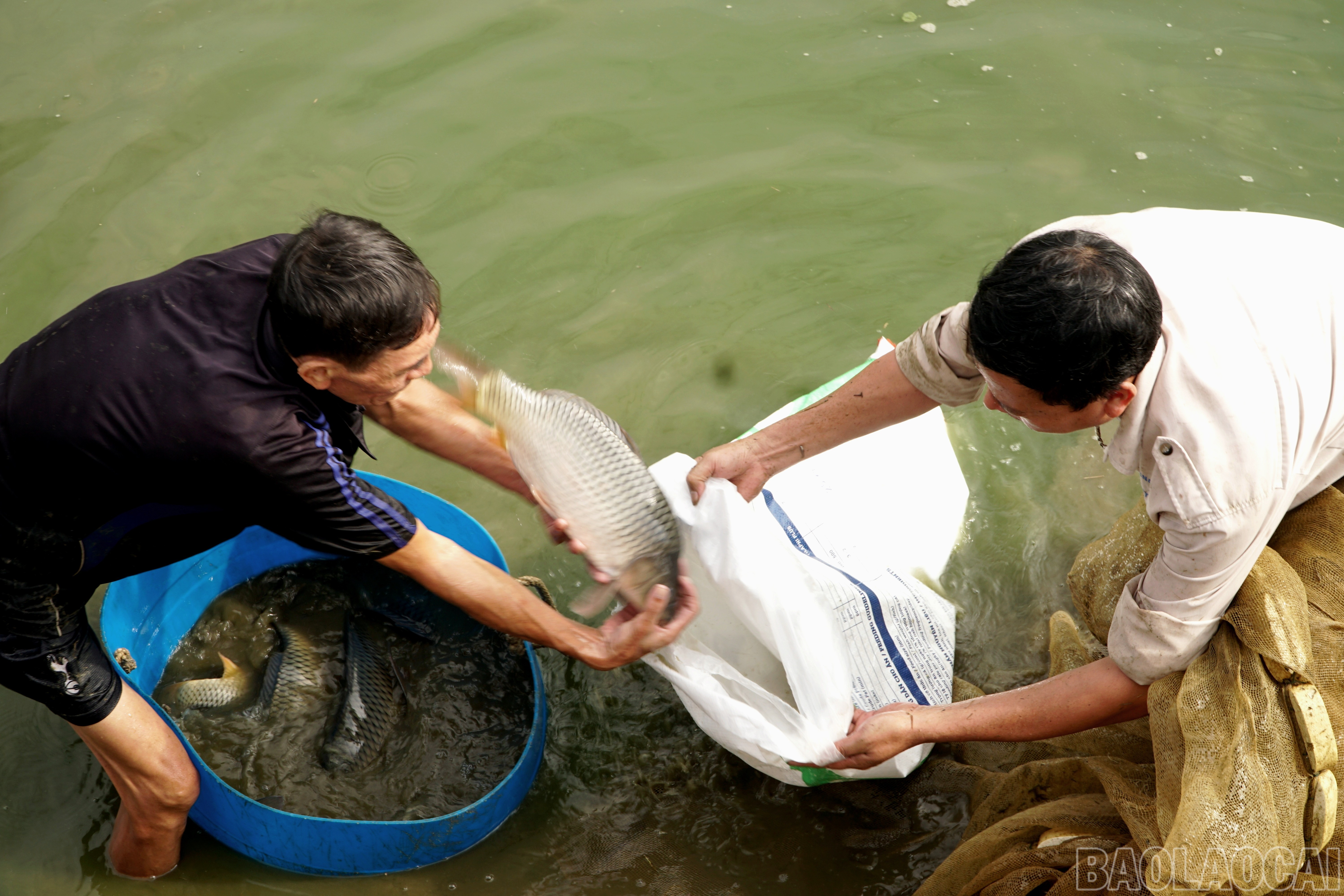Người nuôi cá ngâm mình dưới làn nước lạnh thu hoạch cá. baolaocai-br_img-20251029-081232.jpg