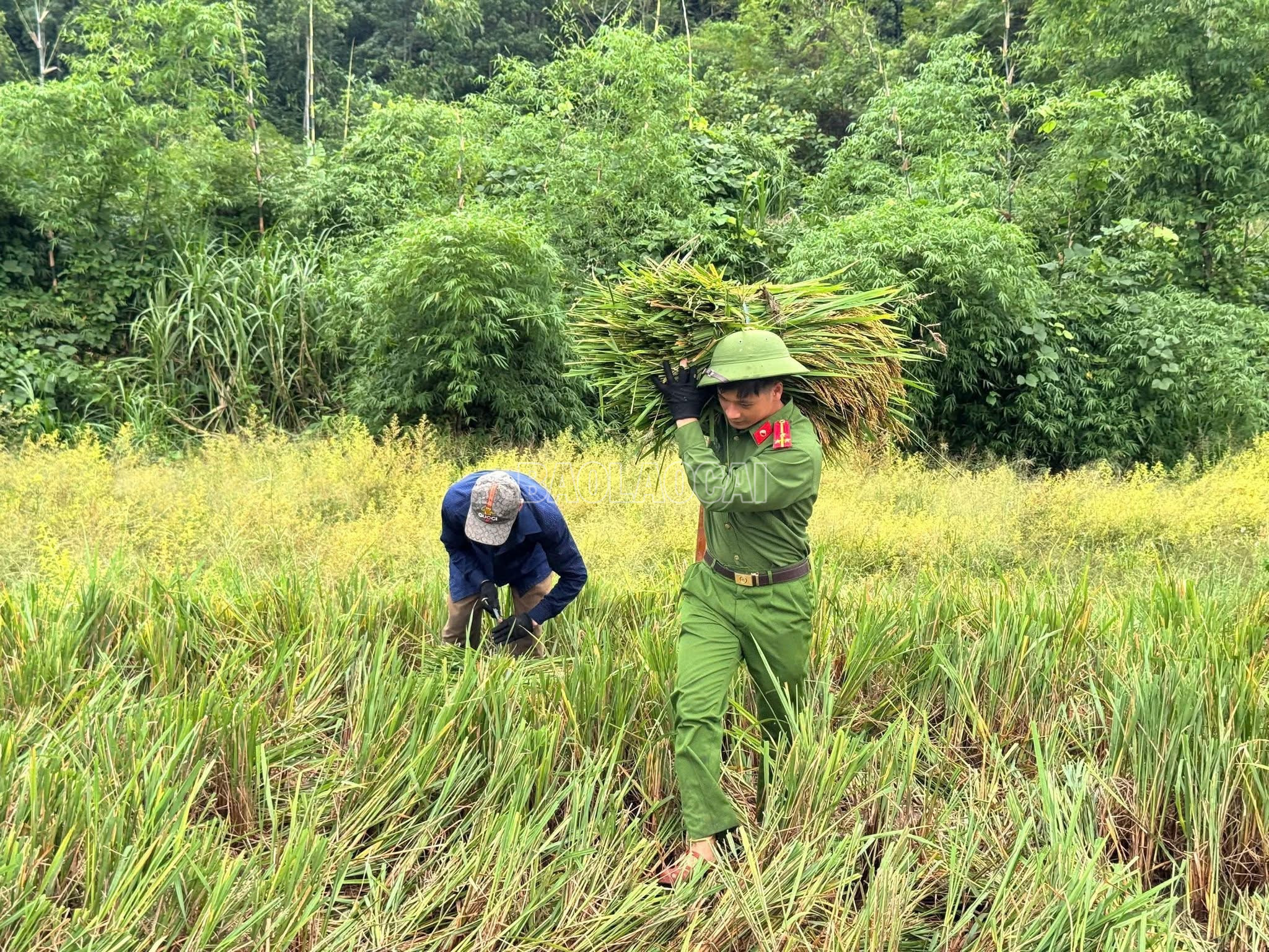 Vận chuyển lúa đến nơi tập kết. (Ảnh: BTVM) baolaocai-c_img-4867.jpg