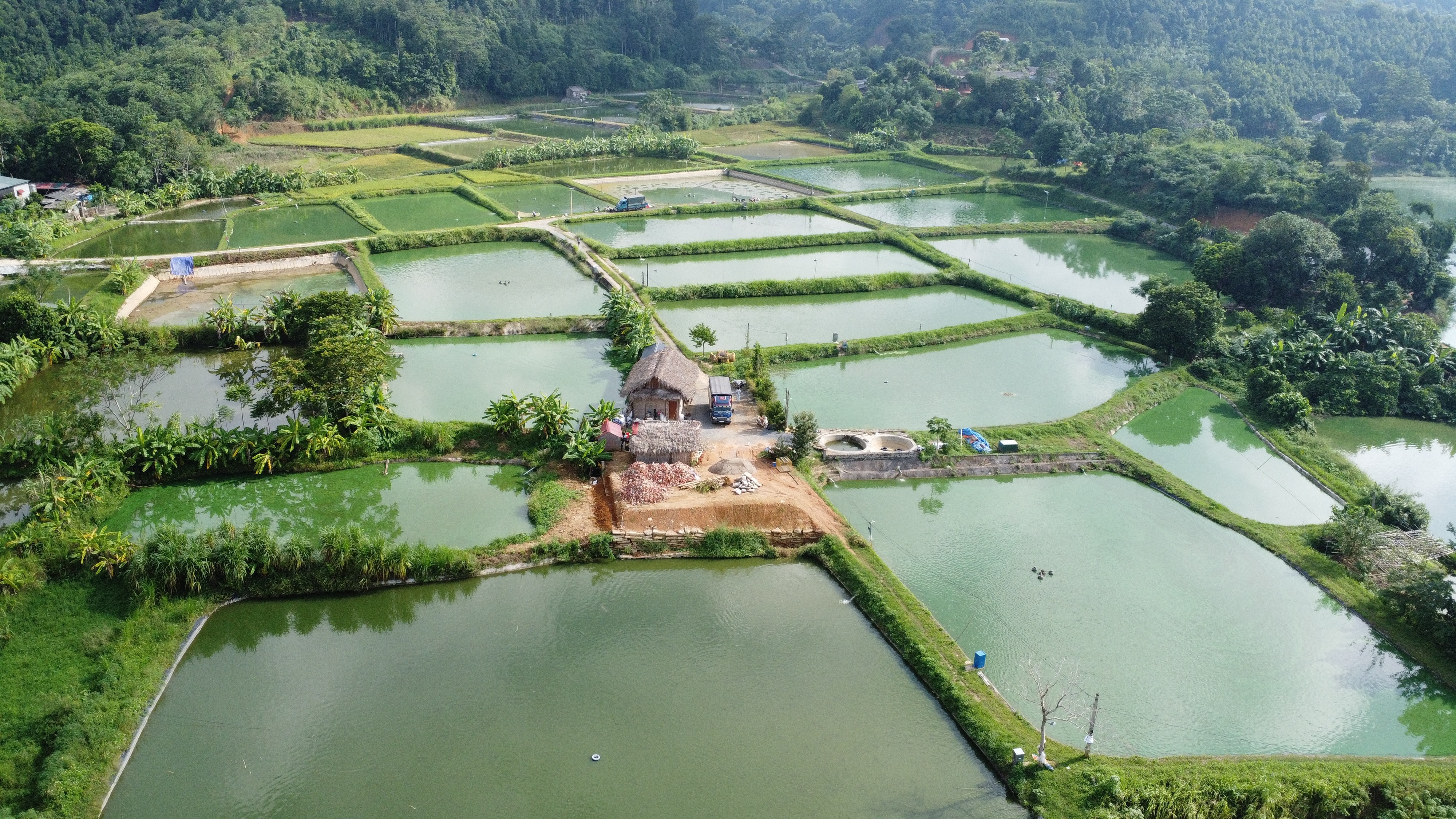 Toàn tỉnh có trên 4.900 ha diện tích mặt nước nuôi thủy sản. save-20251009-133141.jpg