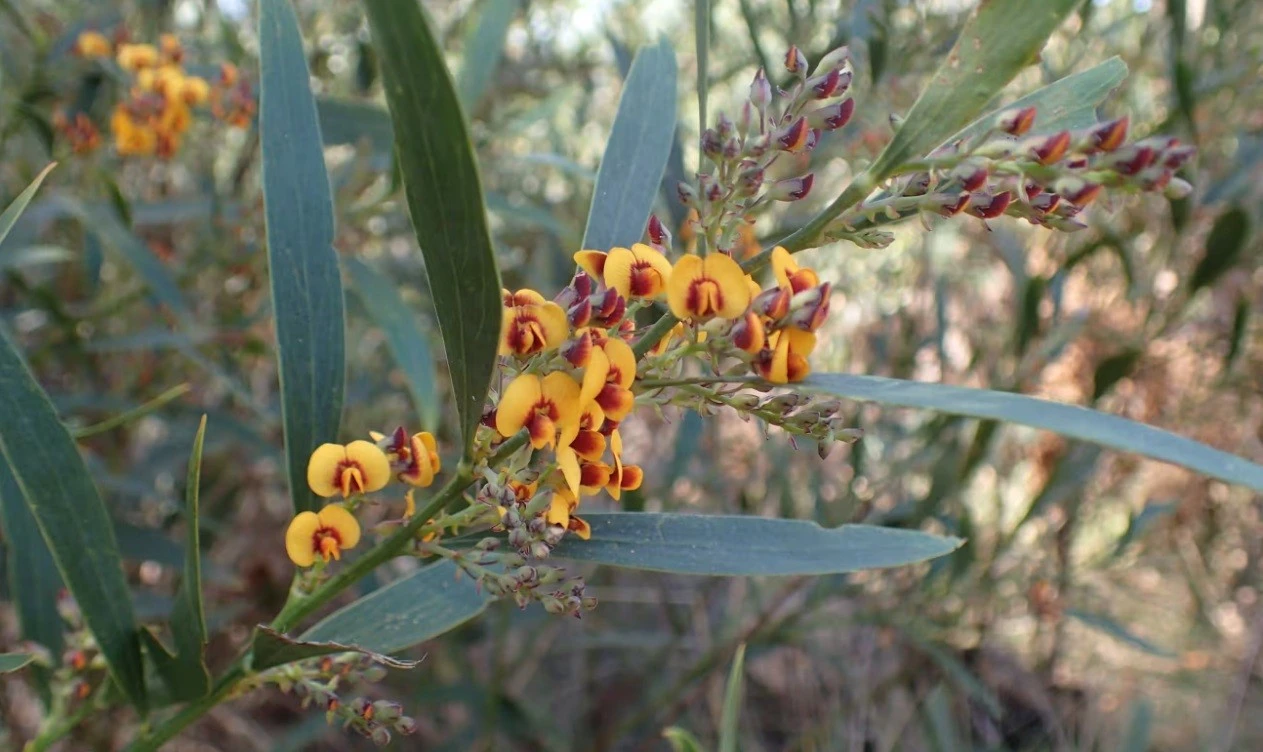 Đậu đắng Grampians là một trong năm loài được ưu tiên cứu hộ tại công viên quốc gia Grampians. Ảnh: The Guardian