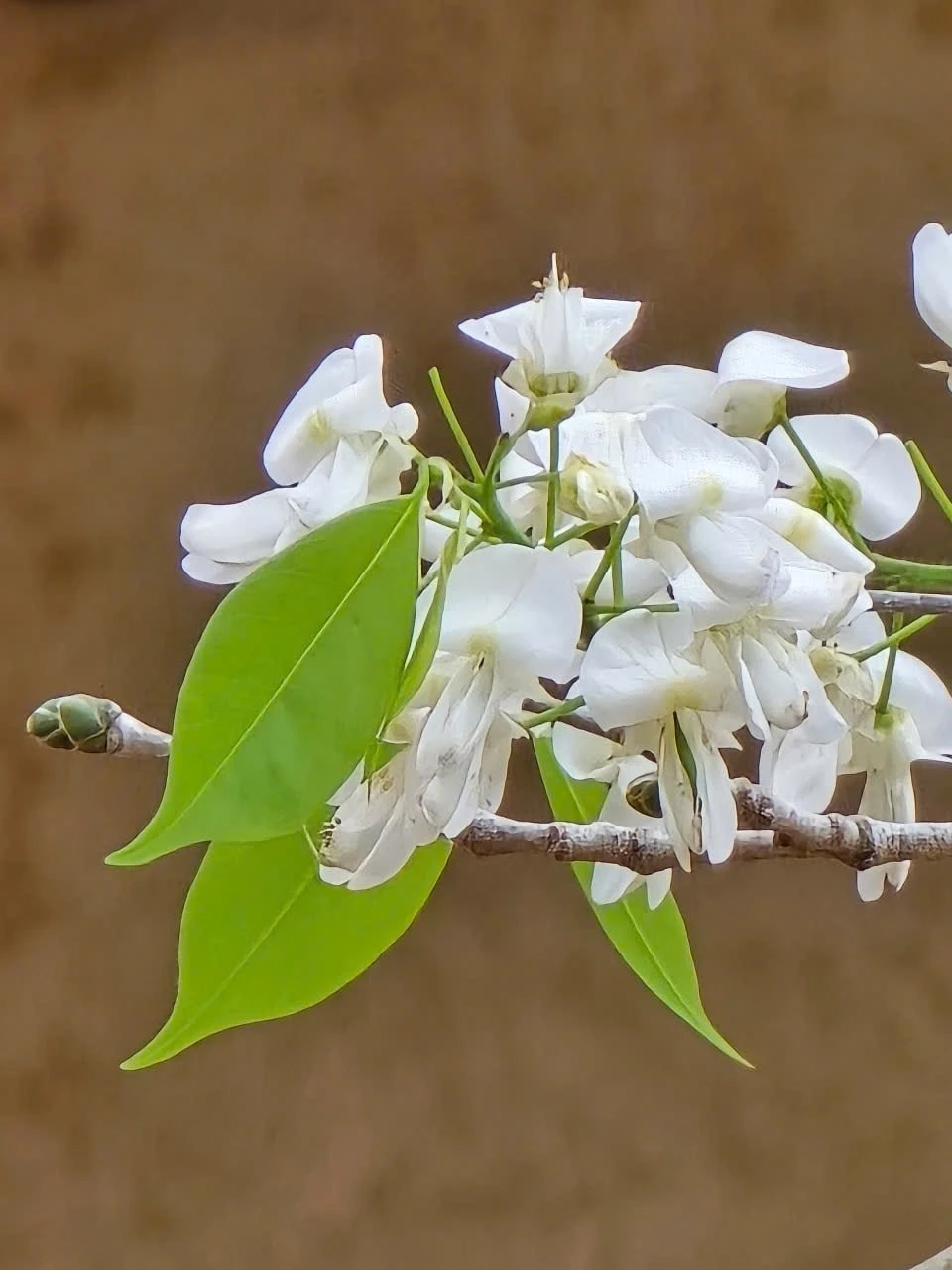 Những bông hoa nhỏ xíu mỏng manh chớm hé rồi dần dần bung nở thành từng chùm trắng muốt, đẹp ngây ngất.