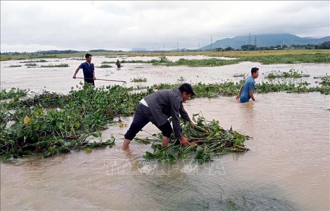 Người dân vớt bèo cứu lúa xuân ở xã Kỳ Phong, huyện Kỳ Anh (Hà Tĩnh). Ảnh: Công Tường/TTXVN Người dân vớt bèo cứu lúa xuân ở xã Kỳ Phong, huyện Kỳ Anh (Hà Tĩnh). Ảnh: Công Tường/TTXVN