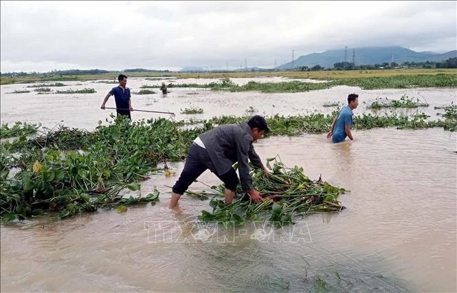 Người dân vớt bèo cứu lúa xuân ở xã Kỳ Phong, huyện Kỳ Anh (Hà Tĩnh). Ảnh: Công Tường/TTXVN