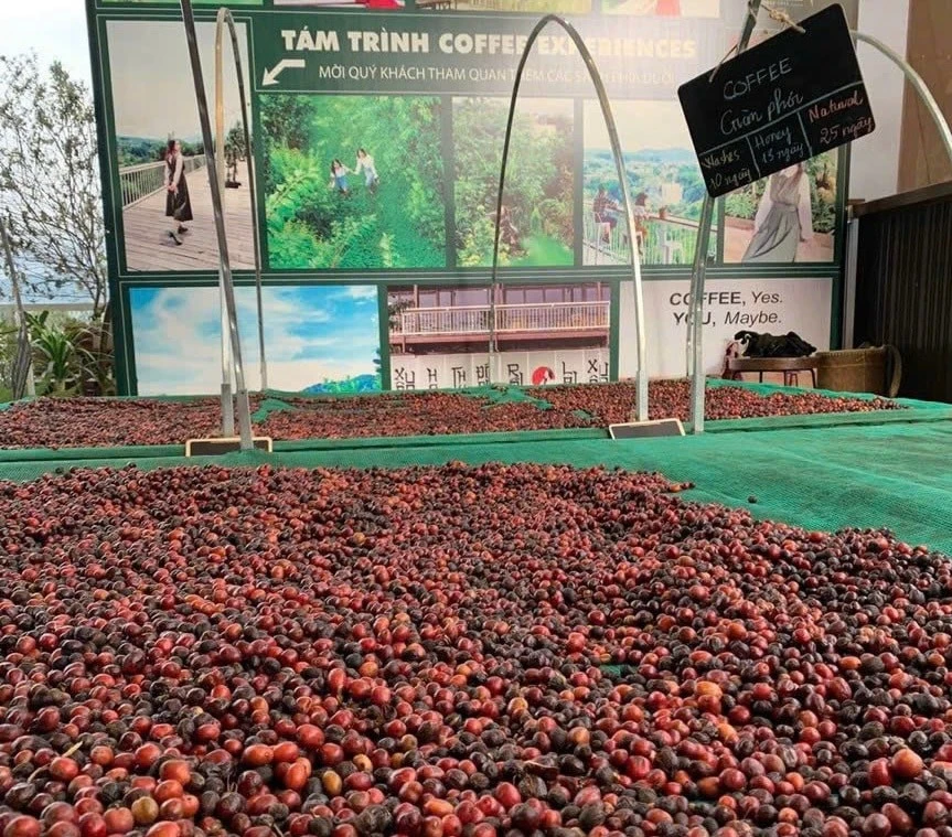 Xuất khẩu cà phê ghi nhận tăng trưởng mạnh trong 4 tháng qua. Ảnh: Đỗ Phong