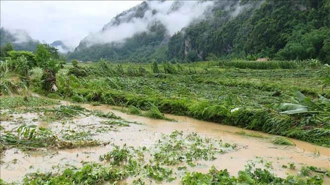 Mưa lớn khiến nhiều diện tích lúa và ngô của người dân tại huyện Lâm Bình (Tuyên Quang) bị gãy đổ. Ảnh: Hoàng Hải/TTXVN Mưa lớn khiến nhiều diện tích lúa và ngô của người dân tại huyện Lâm Bình (Tuyên Quang) bị gãy đổ. Ảnh: Hoàng Hải/TTXVN