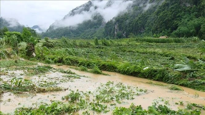Mưa lớn khiến nhiều diện tích lúa và ngô của người dân tại huyện Lâm Bình (Tuyên Quang) bị gãy đổ. Ảnh: Hoàng Hải/TTXVN