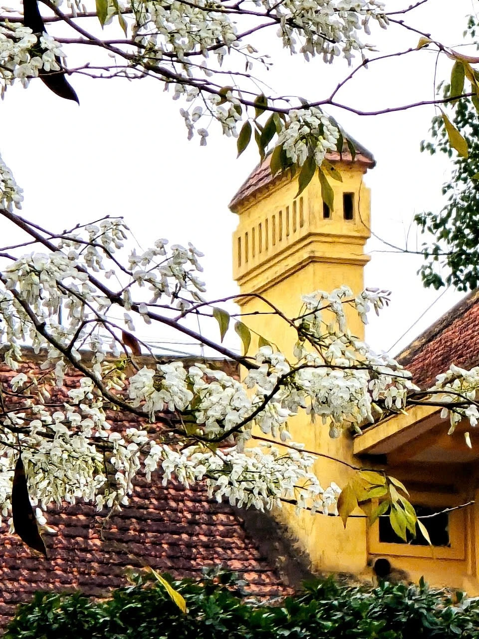 Cây sưa được trồng nhiều trên các phố Phan Đình Phùng, Hoàng Hoa Thám, Phan Chu Trinh, Giảng Võ, đường Thanh Niên...