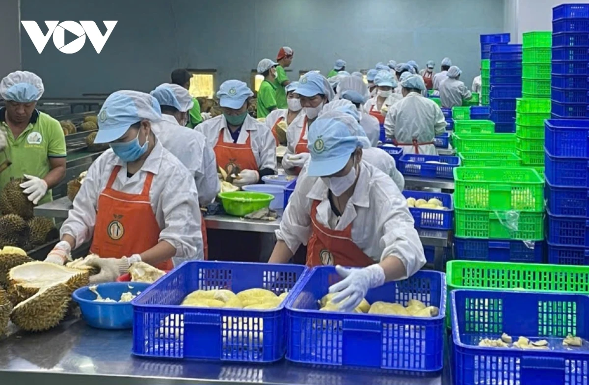 Công ty Xuất Nhập khẩu Thương mại Toàn Thắng đang bóc tách múi, cơm và cấp đông, trữ đông (Ảnh: Lệ Hằng)