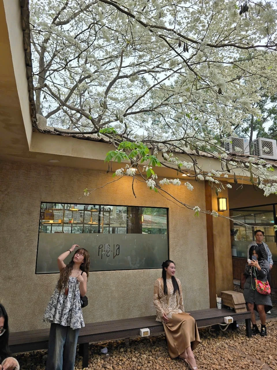 Ngắm hoa sưa khiến ta chợt nhớ đến bài thơ Vẫn nhớ mãi tháng Ba của nhà thơ Hoàng Minh Tuấn, trong đó có câu: "Rạng ngời màu trắng của hoa Sưa/ Ký ức xưa còn vương vấn trong lòng/Những buổi sáng sương mù dày đặc/ Sương như những viên ngọc hôn lên cánh hoa...