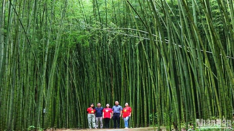Rừng trúc Bản Phường, xã Thành Công, huyện Nguyên Bình, tỉnh Cao Bằng.