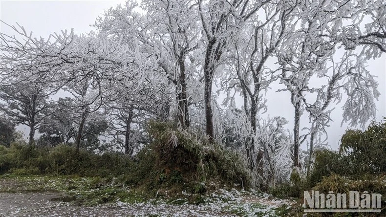 Đỉnh Phja Oắc trong những ngày mùa đông, nhiệt độ xuống thấp, độ ẩm cao.