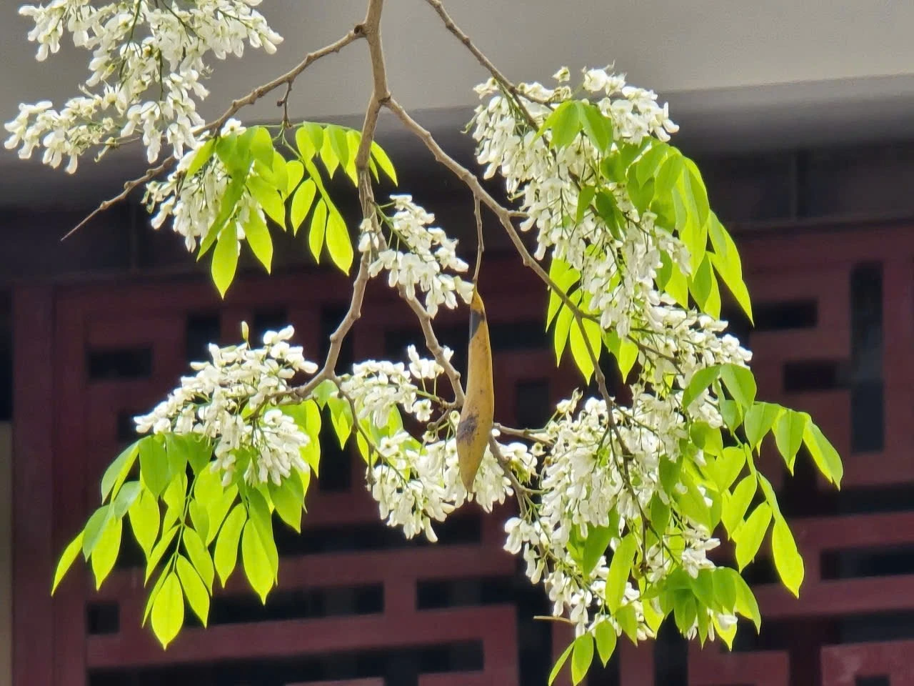 Có bài hát của nhạc sĩ Giáng Son nhiều người biết đến, đó là bài Hà Nội 12 mùa hoa, trong đó có câu: "Tháng ba bất chợt một ngày/Trắng tinh hoa sưa về đây"...