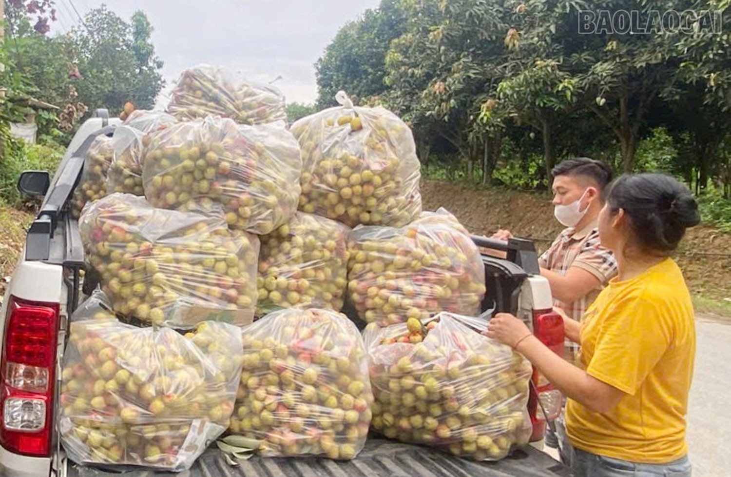 Vải Thái Niên được thương lái thu mua, sau đó phân phối tại các chợ đầu mối, các cửa hàng kinh doanh hoa quả trong tỉnh. 12.jpg