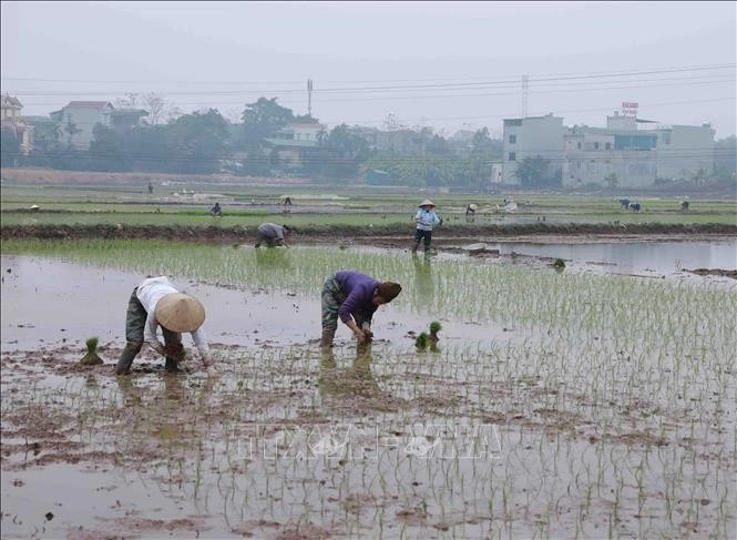 Nông dân huyện Thạch Thất (Hà Nội) khẩn trương gieo cấy lúa Xuân. Ảnh: Vũ Sinh/TTXVN