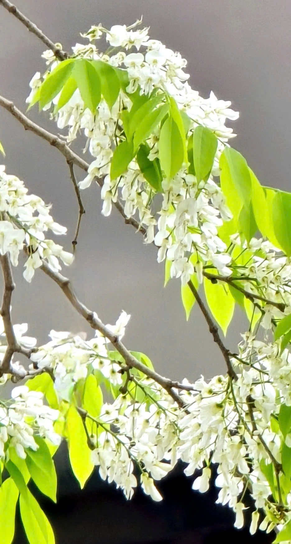 Hoa sưa mang vẻ đẹp trong sáng với nét quyến rũ rất riêng, nhiều du khách đã "phải lòng" với hoa sưa đã khẳng định: Sẽ chẳng ở đâu bạn bắt gặp được một mùa hoa sưa đẹp như ở Hà Nội.