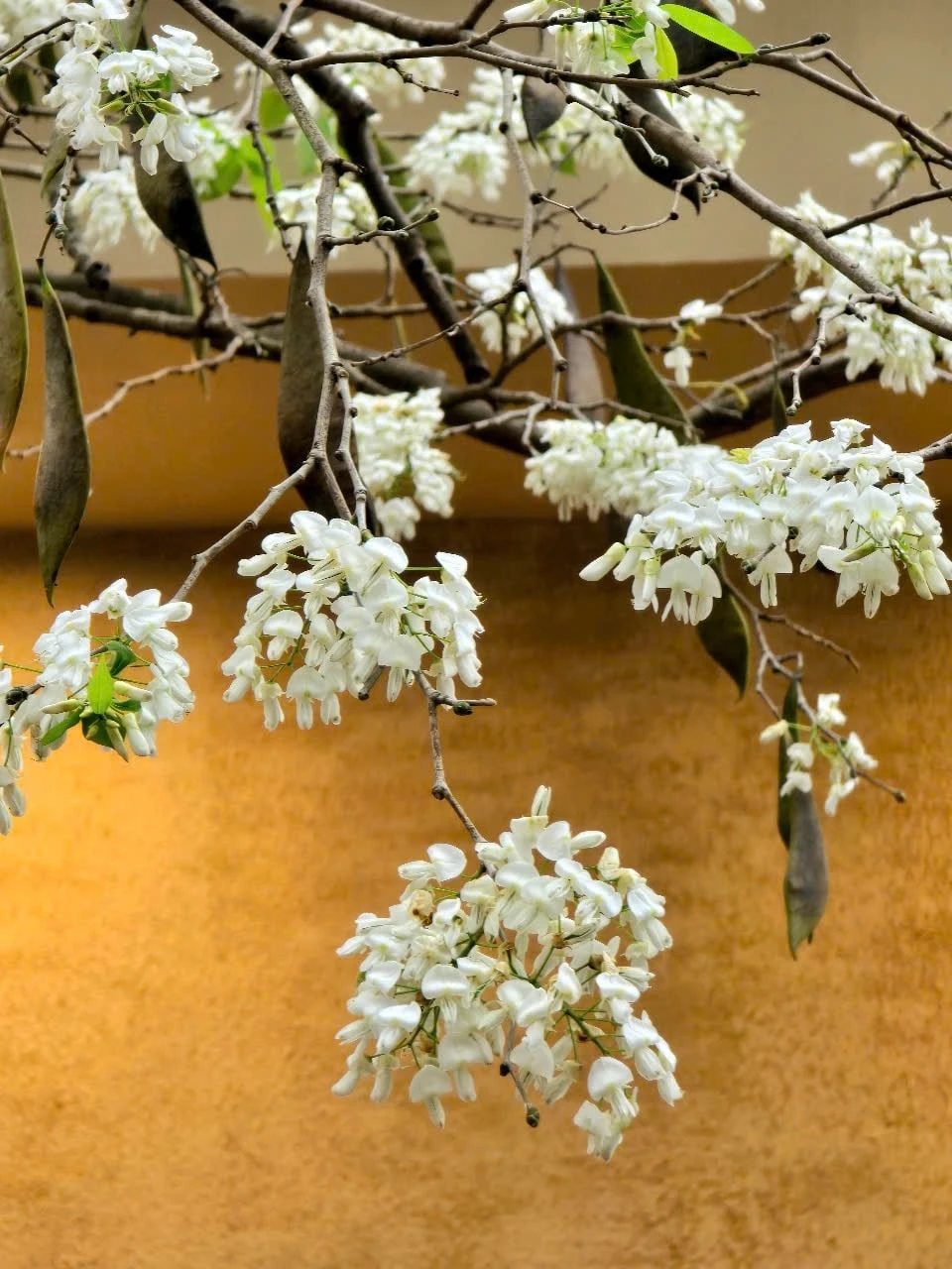 Cây có chiều cao từ 6 - 12m, có cây cao đến 15m. Đây là loài cây thân gỗ và có tốc độ sinh trưởng và phát triển ở tầm trung. Thân cây có nhiều cành non với nhiều lông thưa mịn màng. Vỏ cây có màu vàng nâu hoặc xám tùy vào độ tuổi của cây, bên cạnh đó còn có vết nứt dọc thân.