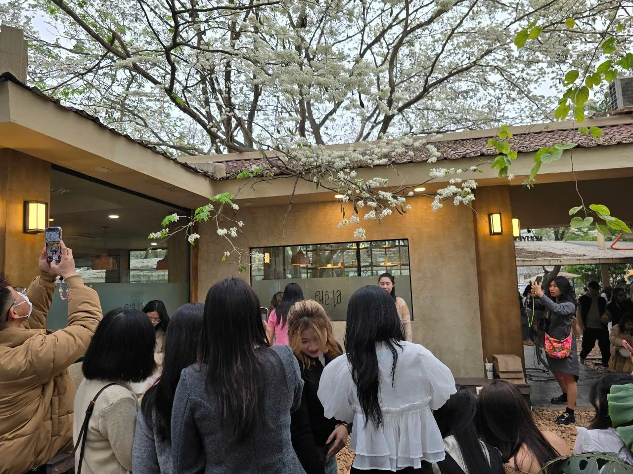 Cây sưa ở 19 phố Ngọc Hà (quận Ba Đình) đang "gây sốt" cho giới trẻ Hà Nội. Từ sáng đến tối, nơi đây luôn tấp nập người đến check-in, thậm chí nhiều người sẵn sàng xếp hàng chỉ đợi đến lượt chớp được khoảnh khắc giữa sắc trắng tinh khôi. Những tấm ảnh “sống ảo” lung linh được chia sẻ liên tục trên mạng xã hội, biến cây sưa này thành một điểm đến hot nhất Hà Nội trong những ngày tháng Ba.