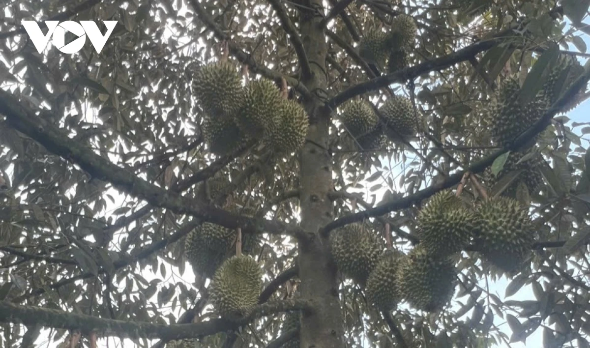 Trái sầu riêng thu hoạch phải đủ tuổi, độ già mới đảm bảo chất lượng ngon (Ảnh: Lệ Hằng)