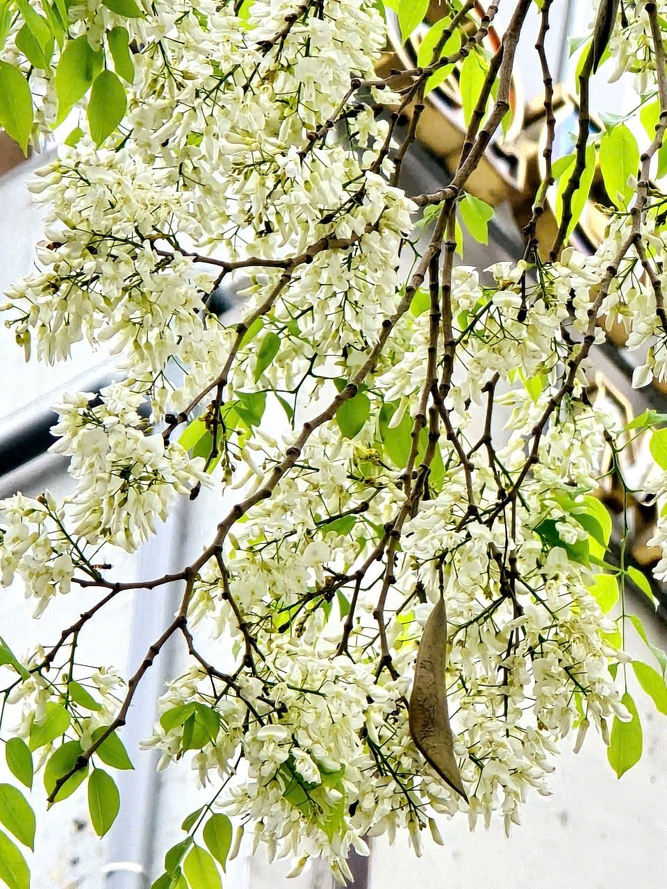 Hoa sưa kết thành từng chùm và mọc ra từ nách lá, thường xuất hiện trước khi lá mọc đầy đủ, thoảng mùi thơm nhẹ. Hoa sưa kết thành từng chùm và mọc ra từ nách lá, thường xuất hiện trước khi lá mọc đầy đủ, thoảng mùi thơm nhẹ.