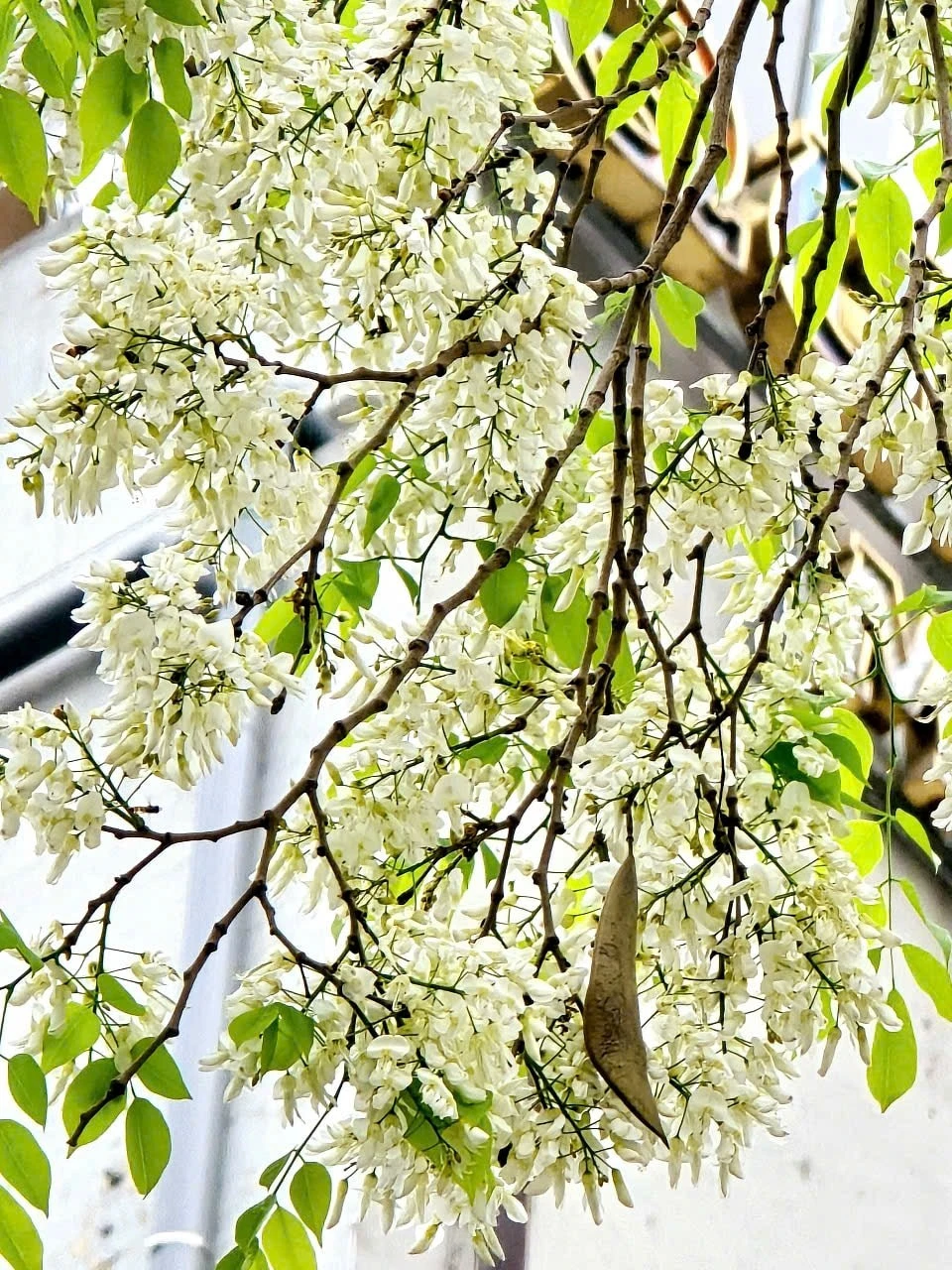 Hoa sưa kết thành từng chùm và mọc ra từ nách lá, thường xuất hiện trước khi lá mọc đầy đủ, thoảng mùi thơm nhẹ.