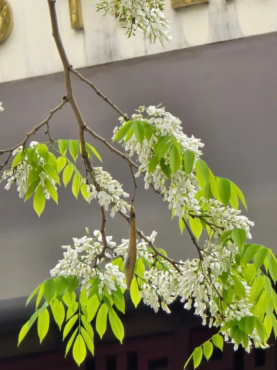 Tháng Ba về trong cái se lạnh bất chợt cuối mùa, mang theo sắc trắng tinh khiết của hoa sưa len lỏi khắp phố phường, khiến ai ngang qua cũng bất giác ngẩn ngơ.