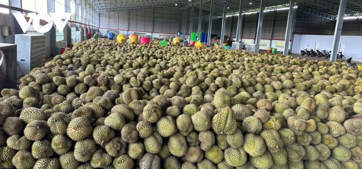 Sầu riêng doanh nghiệp mua về sau đó phân loại để ủ chín (Ảnh: Lệ Hằng)