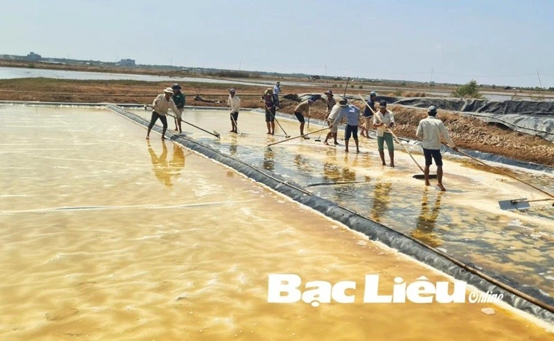 Diêm dân xã Điền Hải (huyện Đông Hải) thu hoạch muối trải bạt (Ảnh: M.Đ)