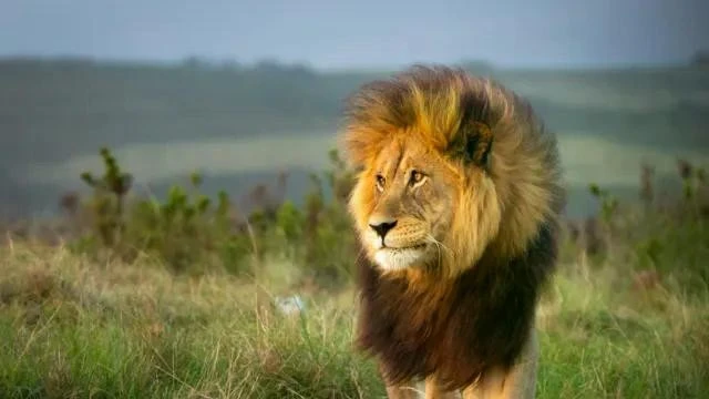 Công viên quốc gia Kwazulu-Natal, Nam Phi (Ảnh: Getty Images)
